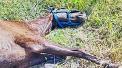 Das völlig abgemagerte Pferd konnte vor Schmerzen nicht mehr aufstehen, seine Hufe waren voller ...