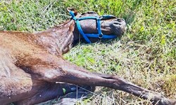 Das Pferd konnte nicht einmal mehr aufstehen, es muss entsetzlich gelitten haben