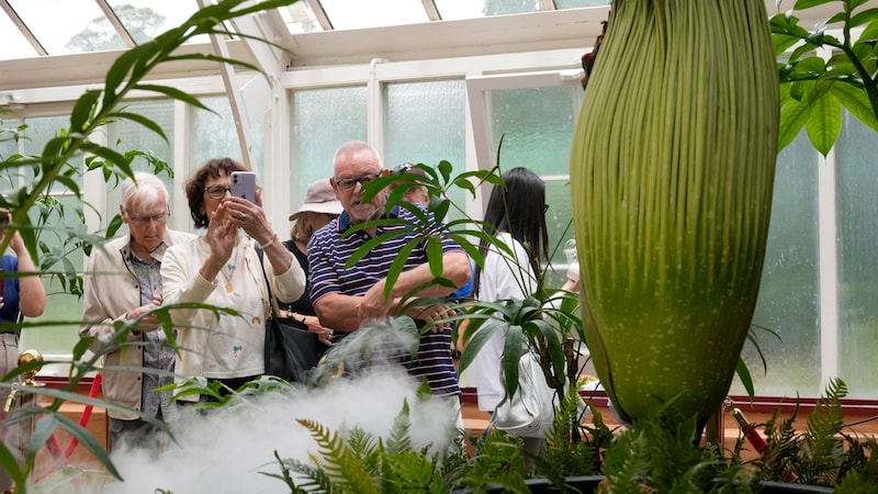 On Friday, the greenhouse is open until late at night. (Bild: AP/Rick Rycroft)