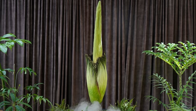 The rare stink flower "Putricia" is currently attracting tens of thousands of onlookers in Sydney. (Bild: AP/Rick Rycroft)