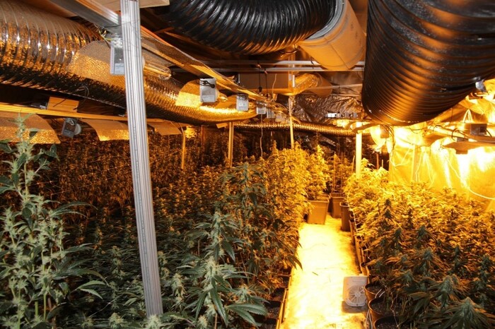 Im Keller stießen die Beamten dann auf eine Cannabispflanzenaufzucht mit 843 in Blüte stehenden, erntereifen Cannabispflanzen.