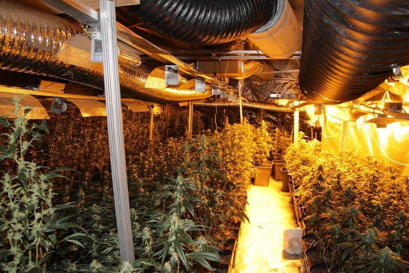 In the cellar, the officers then came across a cannabis plant nursery with 843 ripe cannabis plants in bloom. (Bild: LPD Wien)