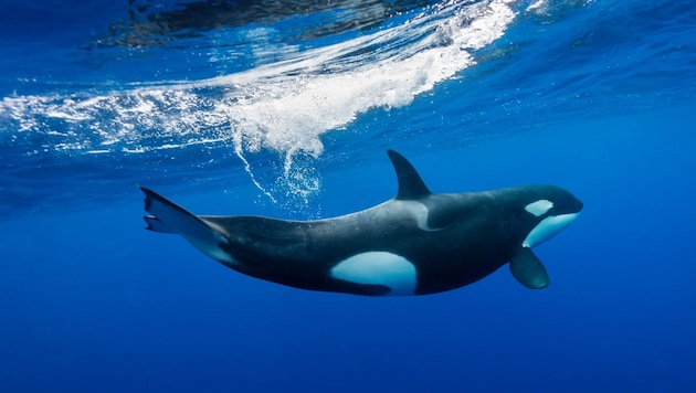 The great white shark's only natural enemy: the great killer whale (orca) (Bild: Wildestanimal)