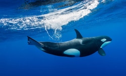 Der einzige natürliche Feind des Weißen Hais: der große Schwertwal (Orca)