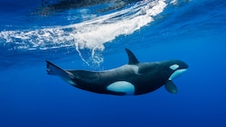 Der einzige natürliche Feind des Weißen Hais: der große Schwertwal (Orca)
