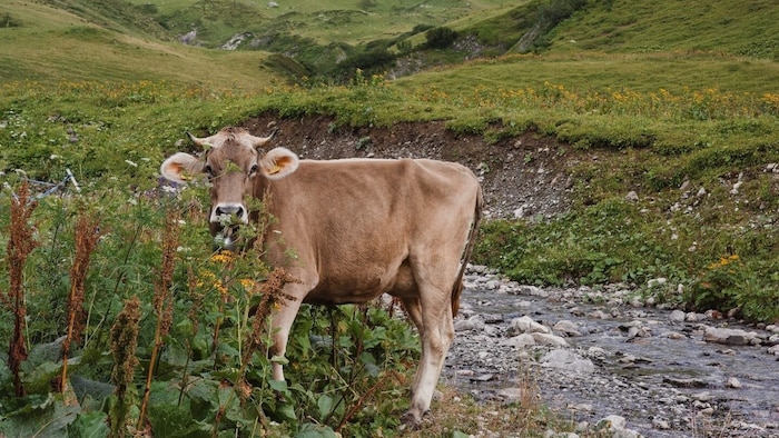 The cattle and the day-night rhythm determine the daily routine on the alp.