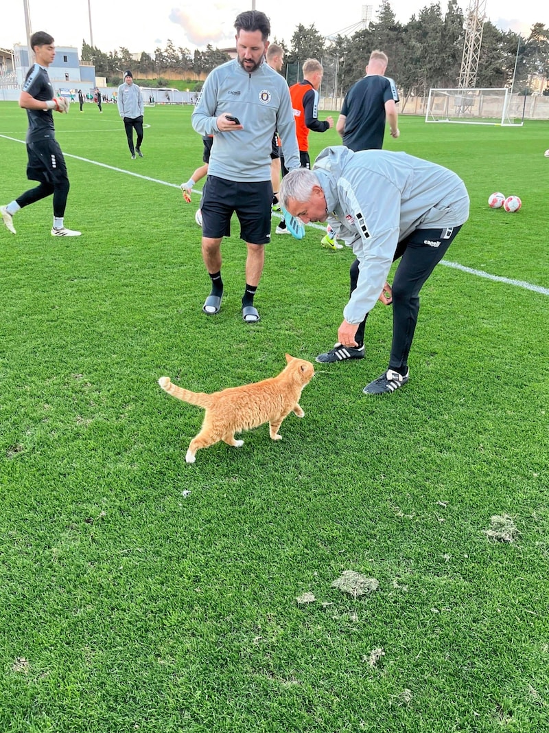 Of course, Peter Pacult is not usually as tame as he is in the Malta camp with the cute training ground cat. (Bild: Claudio Trevisan)