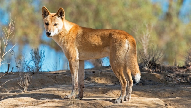 Ein Dingo in Queensland (Bild: stock.adobe.com/John Carnemolla)