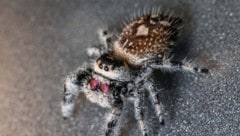 Diese Springspinne wohnt nun gemeinsam mit anderen Artgenossen im Haus des Meeres in Wien. (Bild: APA/Haus des Meeres)