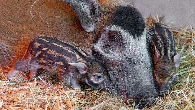 The mother is lovingly looking after her offspring. (Bild: Zoo Schmiding/Peter Sterns)