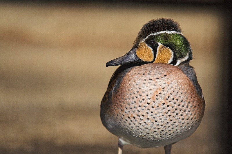 It is believed that the hen duck, or Baikal duck, got in the way of the plane in South Korea. (Bild: Wikipedia/Formosa (CC BY 2.0))