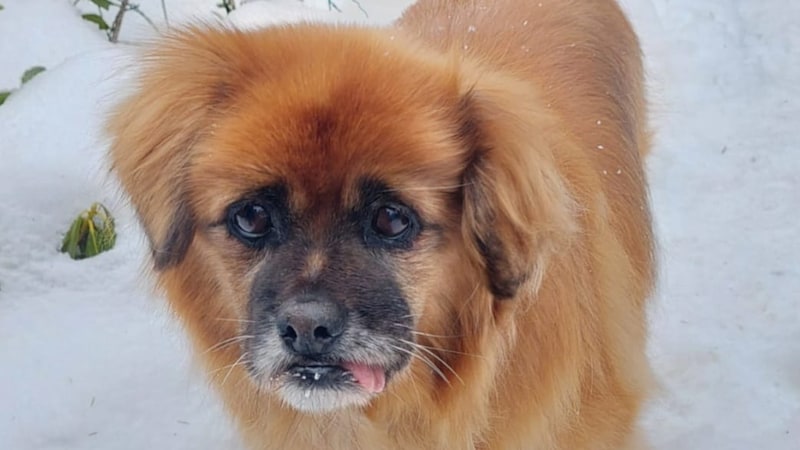 Wer ist schon süßer als „Benji“? (Bild: TSV Kitzbühel)