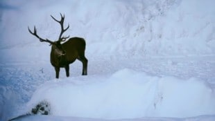 Ein kapitaler Hirsch im Revier von Swarovski Optik im Karwendel-Gebirge in Tirol (Bild: Wallner Hannes)