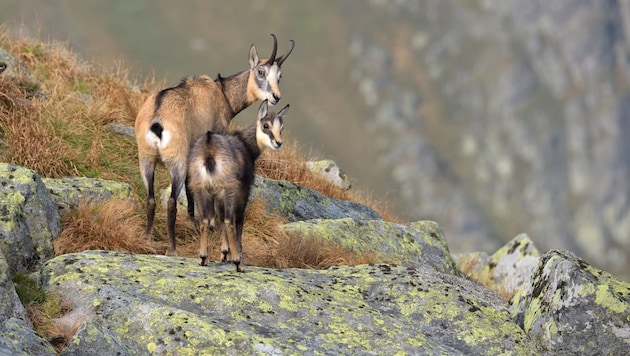 A tick-borne virus discovered in Salzburg causes brain inflammation in chamois (symbolic image). (Bild: stock.adobe.com/makara stock.adobe.com )