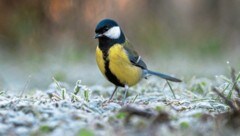 Bundesweit war die Kohlmeise der am meisten erspähte Vogel – in Salzburg war es ein anderer. (Bild: BirdLife/Christian Klimacek )