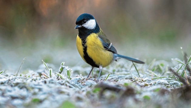 Bundesweit war die Kohlmeise der am meisten erspähte Vogel – in Salzburg war es ein anderer. (Bild: BirdLife/Christian Klimacek )