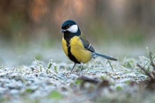 Bundesweit war die Kohlmeise der am meisten erspähte Vogel – in Salzburg war es ein anderer. (Bild: BirdLife/Christian Klimacek )