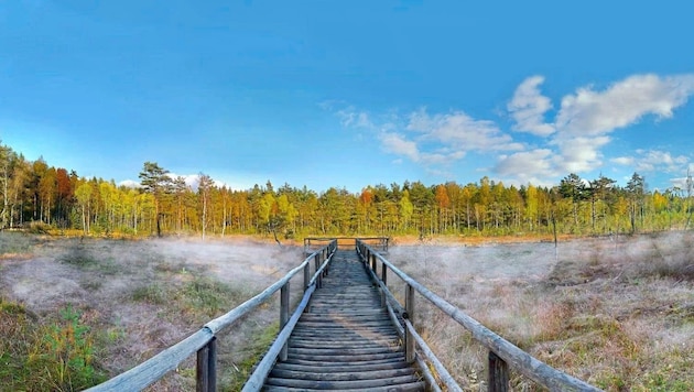 Das mystische Hochmoor erstreckt sich über eine Fläche von 300 Hektar – die Fläche wird laufend renaturiert (Bild: Horst Dolak)