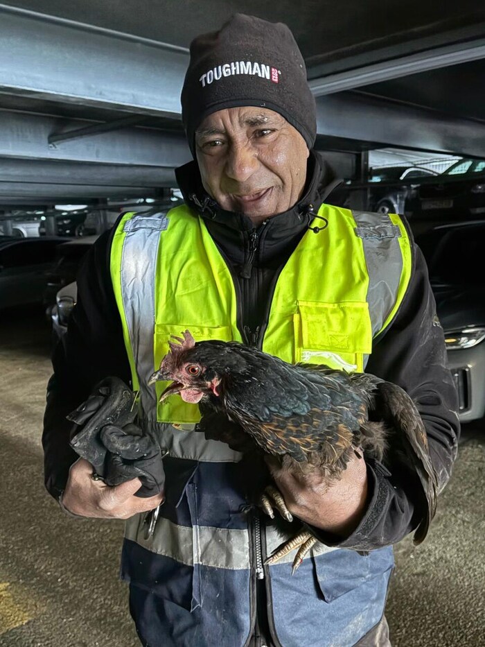 Parking lot attendant Zoran discovered the frightened animal in the underground car park of the ...