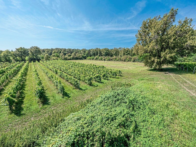 There is also an open area for planting new trees, and a small row of apple trees can be used for cider production, for example. (Bild: AURENA)