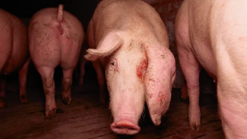 Recorded images from a farm revealed: The animals are sick and suffering. (Bild: VGT.at)