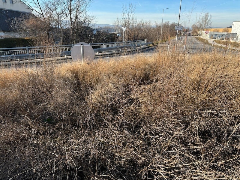 A sad sight before the campaign - a traffic circle overgrown with weeds. (Bild: ZVG Privat)