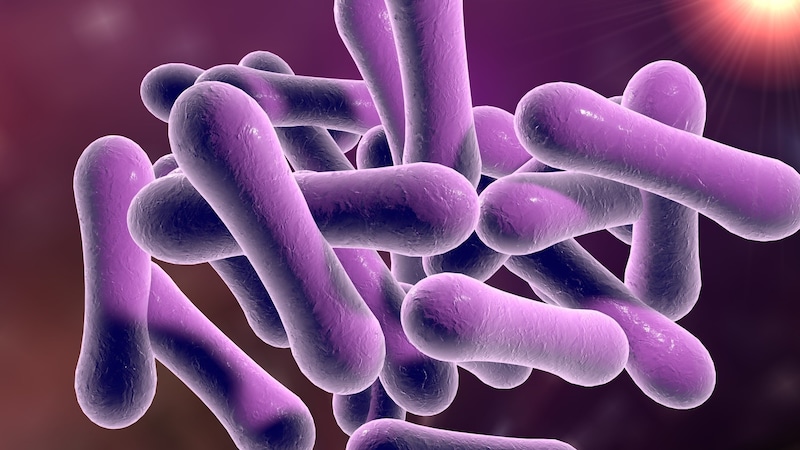 The diphtheria pathogen under the microscope (Bild: stock.adobe.com/Dr_Microbe)