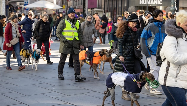 Rund um den „Welt-Galgo-Tag“ am 1. Februar gehen zahlreiche Menschen mit oder ohne Hund auf die Straße, um für die Rechte der Galgos, Podencos und der anderen Jagdhunde zu demonstrieren. (Bild: Martin Grill)