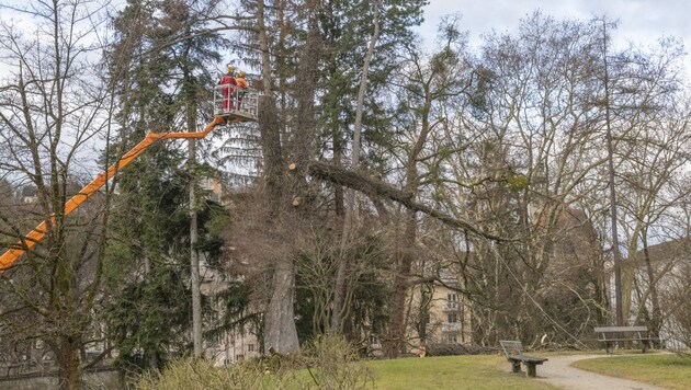 Die Esche musste umgeschnitten werden. (Bild: Christian Schnaitl (Info-Z))