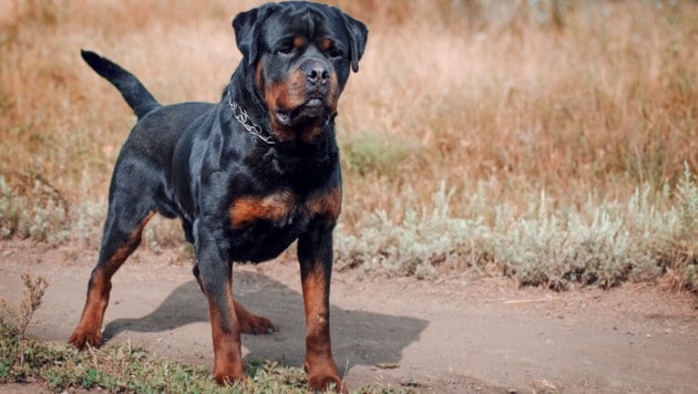 In der Schweiz hat ein Rottweiler ein Kleinkind gebissen und schwer verletzt. (Symbolbild) (Bild: stock.adobe.com/sanya_zx9r - stock.adobe.com)