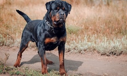 Der Rottweiler (Symbolbild) biss der 54-Jährigen mehrmals in den Ober- und Unterarm.