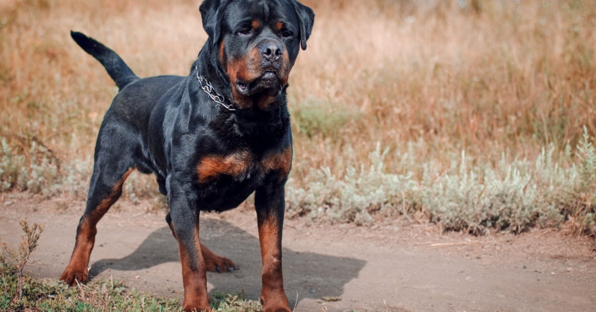 Rottweiler biss eigene Besitzerin fast tot