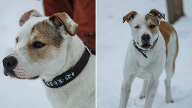 Wer kann ihm nur widerstehen? (Bild: Tierschutzverein für Tirol)