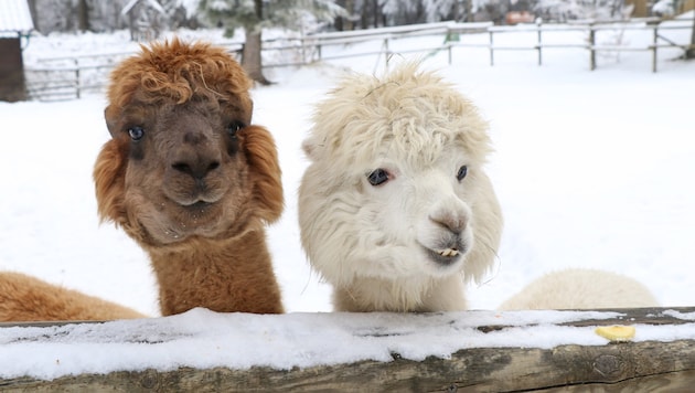 On the Hohe Wand, these two adorable alpacas are waiting for children to hike with them. (Bild: Michael Fraller)