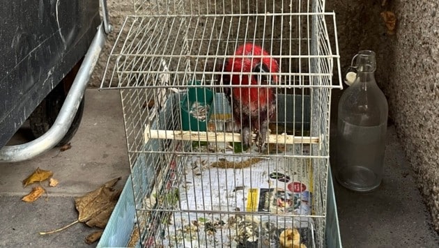 Disposed of like garbage: this is how the exotic bird was once discovered by an animal lover. (Bild: zVg.)