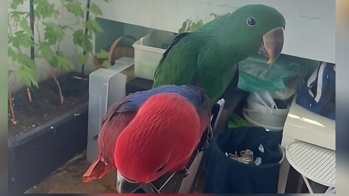 Who has seen "Igor" (green plumage)?
