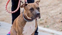 Der Stafford Bullterrier (Symbolbild) hat seinem Herrchen verziehen. Er wartete schwanzwedelnd vor dem Gericht. (Bild: SB Arts Media - stock.adobe.com)