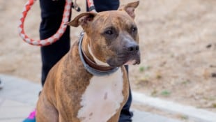 Der Stafford Bullterrier (Symbolbild) hat seinem Herrchen verziehen. Er wartete schwanzwedelnd vor dem Gericht. (Bild: SB Arts Media - stock.adobe.com)