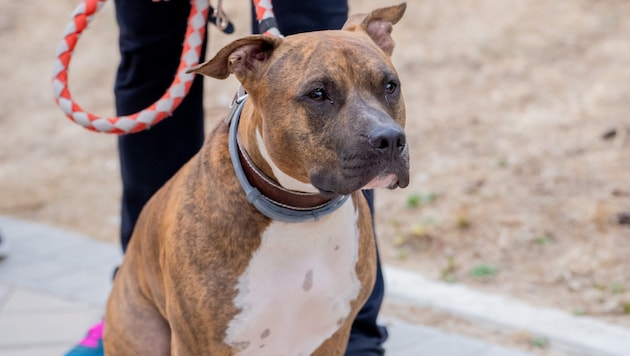 Der Stafford Bullterrier (Symbolbild) hat seinem Herrchen verziehen. Er wartete schwanzwedelnd vor dem Gericht. (Bild: stock.adobe.com/SB Arts Media - stock.adobe.com)