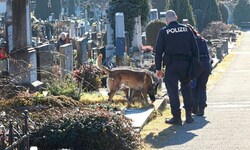 Am Grazer Leonhardfriedhof spielten sich die dramatischen Szenen ab.
