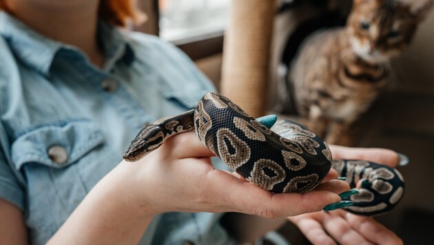 Keeping exotic animals requires time, knowledge and money. That's not for everyone! (Bild: stock.adobe.com/Maria - stock.adobe.com)