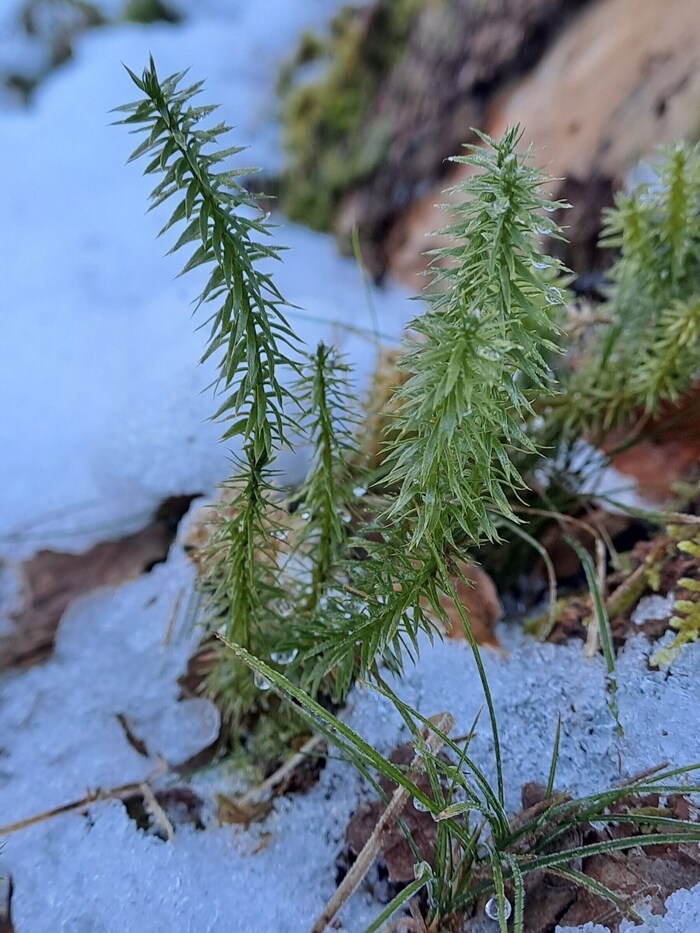Eine seltene Pflanze: der Sumpf-Bärlapp.