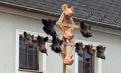 Elf Schweineköpfe bekam ein Mann zum 30. Geburtstag geschenkt. Den Gratulanten droht nun ...