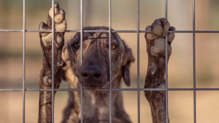 Wettlauf mit dem Tod: Vor Ort versuchen Tierschützer verzweifelt zu retten, was zu retten ist – längst nicht alle Galgos können vor der Tötung bewahrt werden.