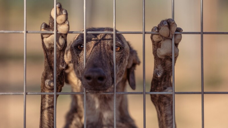 Wettlauf mit dem Tod: Vor Ort versuchen Tierschützer verzweifelt zu retten, was zu retten ist – längst nicht alle Galgos können vor der Tötung bewahrt werden. (Bild: wieselblitz)