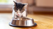 Krone+ klärt, worauf es beim Katzenfutter ankommt.