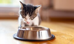 Krone+ klärt, worauf es beim Katzenfutter ankommt.