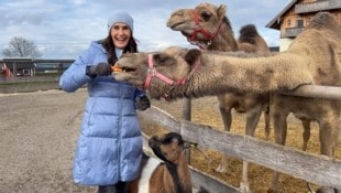 Maggie Entenfellner erlebt wieder „Tierische Augenblicke“. (Bild: ORF)