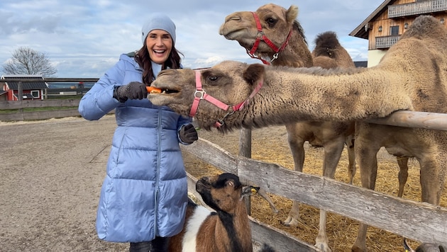 Maggie Entenfellner experiences "Animal Moments" again. (Bild: ORF)