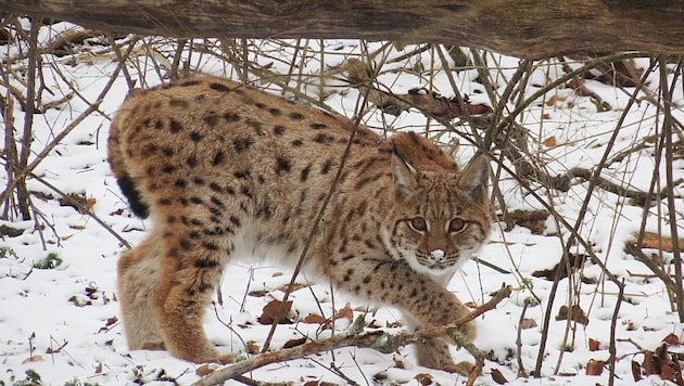 Kuder "Janus" in his new territory in the Kalkalpen National Park (Bild: Max Boxleitner)